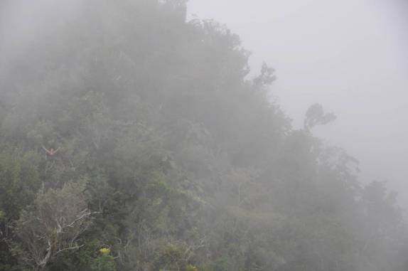 A neblina encobre a Ana, na encosta do cume falso do The Quill, em Statia - Caribe